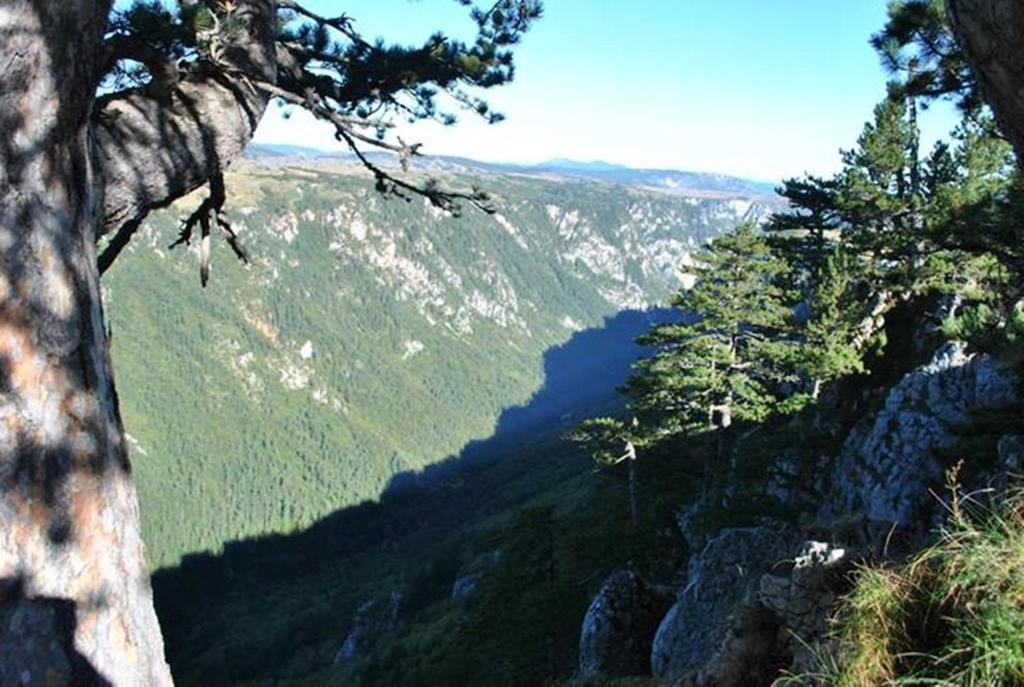 Underwoods Zabljak Guesthouse Buitenkant foto